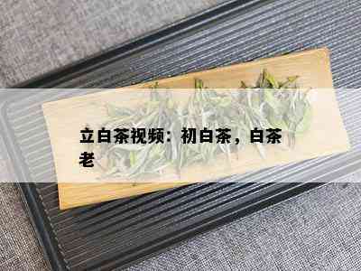 立白茶视频：初白茶，白茶老