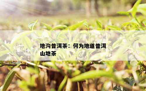 地沟普洱茶：何为地道普洱山地茶