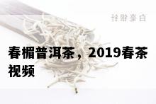 春楣普洱茶，2019春茶视频