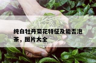 纯白牡丹菊花特征及能否泡茶，图片大全