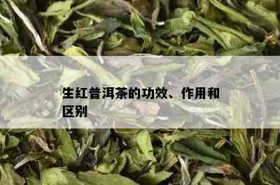 生红普洱茶的功效、作用和区别