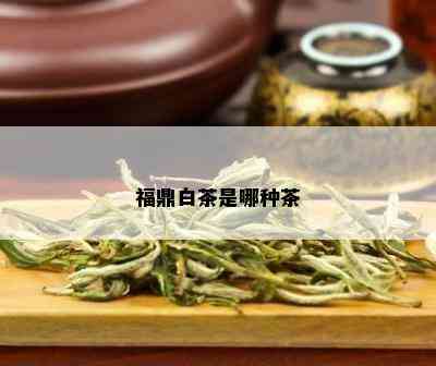 福鼎白茶是哪种茶