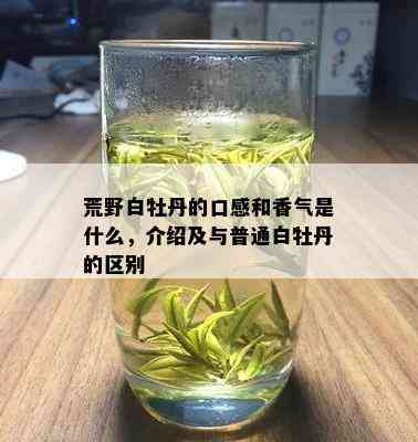 荒野白牡丹的口感和香气是什么，介绍及与普通白牡丹的区别