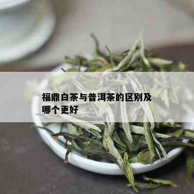 福鼎白茶与普洱茶的区别及哪个更好