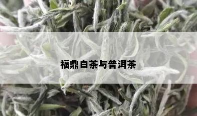 福鼎白茶与普洱茶