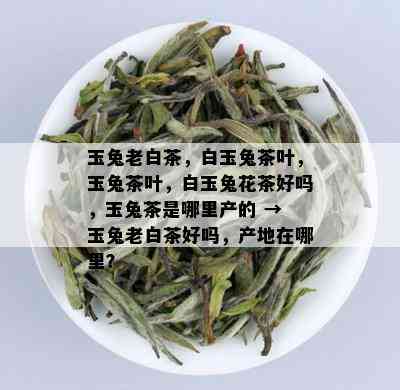 玉兔老白茶，白玉兔茶叶，玉兔茶叶，白玉兔花茶好吗，玉兔茶是哪里产的 → 玉兔老白茶好吗，产地在哪里？