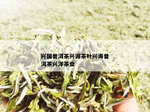 兴国普洱茶兴源茶叶兴海普洱茶兴洋茶业