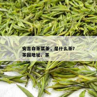 安吉白茶菜茶，是什么茶？茶园地址、茶