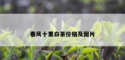 春风十里白茶价格及图片