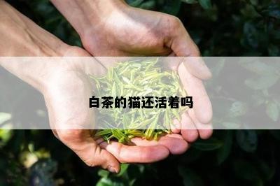 白茶的猫还活着吗