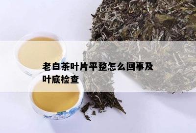 老白茶叶片平整怎么回事及叶底检查