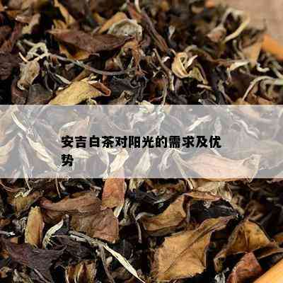 安吉白茶对阳光的需求及优势