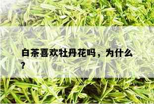 白茶喜欢牡丹花吗，为什么？