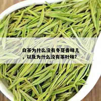 白茶为什么没有冬芽香味儿，以及为什么没有茶叶味？