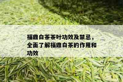 福鼎白茶茶叶功效及禁忌，全面了解福鼎白茶的作用和功效