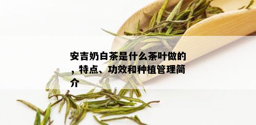 安吉奶白茶是什么茶叶做的，特点、功效和种植管理简介