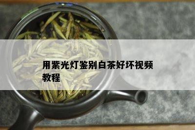 用紫光灯鉴别白茶好坏视频教程