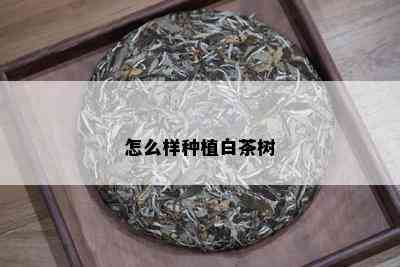 怎么样种植白茶树