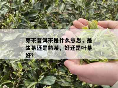 芽茶普洱茶是什么意思，是生茶还是熟茶，好还是叶茶好？