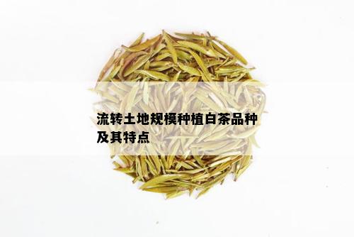 流转土地规模种植白茶品种及其特点