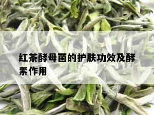 红茶酵母菌的护肤功效及酵素作用