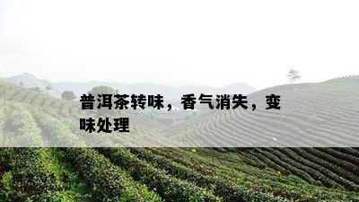 普洱茶转味，香气消失，变味处理