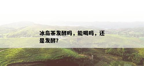 冰岛茶发酵吗，能喝吗，还是发酵？