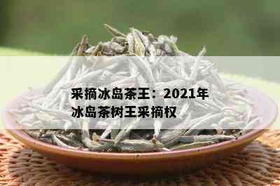 采摘冰岛茶王：2021年冰岛茶树王采摘权