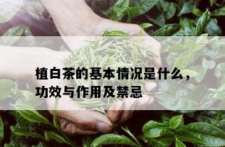 植白茶的基本情况是什么，功效与作用及禁忌