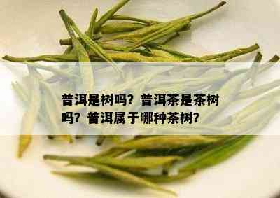 普洱是树吗？普洱茶是茶树吗？普洱属于哪种茶树？