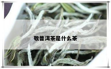 敬普洱茶是什么茶