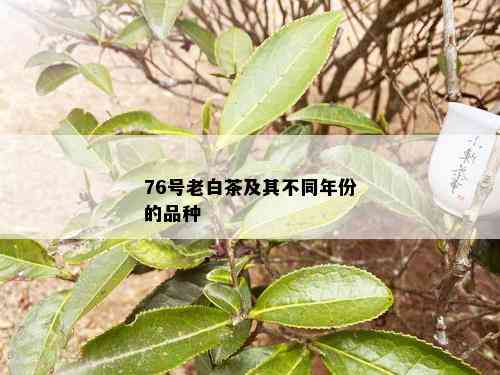 76号老白茶及其不同年份的品种