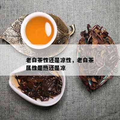 老白茶性还是凉性，老白茶属性是热还是凉