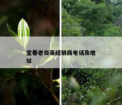 宜春老白茶经销商电话及地址