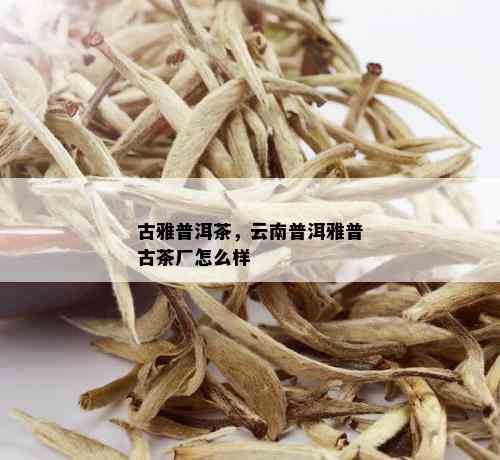 古雅普洱茶，云南普洱雅普古茶厂怎么样