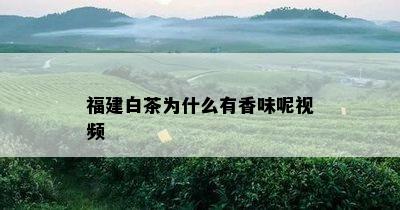 福建白茶为什么有香味呢视频