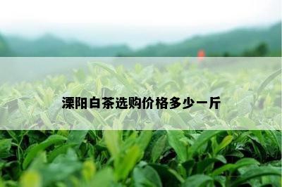 溧阳白茶选购价格多少一斤