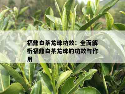 福鼎白茶龙珠功效：全面解析福鼎白茶龙珠的功效与作用