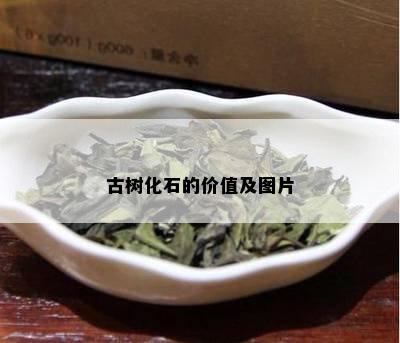 古树化石的价值及图片