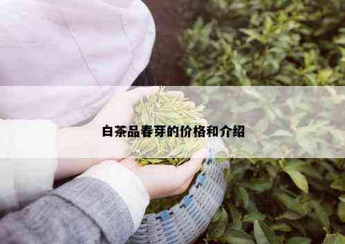 白茶品春芽的价格和介绍