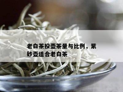 老白茶投壶茶量与比例，紫砂壶适合老白茶