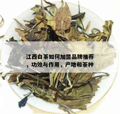 江西白茶如何加盟品牌推荐，功效与作用，产地和茶种