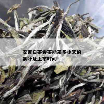 安吉白茶春茶能采多少天的茶叶及上市时间