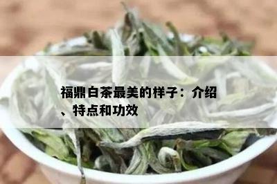 福鼎白茶最美的样子：介绍、特点和功效