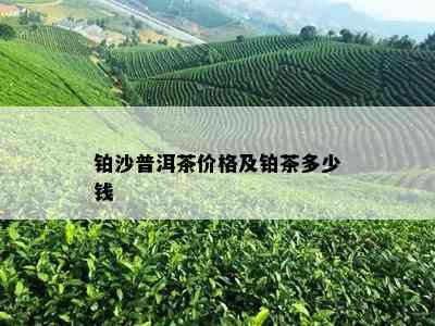 铂沙普洱茶价格及铂茶多少钱