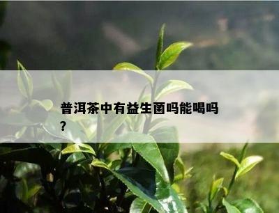 普洱茶中有益生菌吗能喝吗？