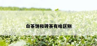 白茶饼和砖茶有啥区别