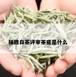 福鼎白茶评审茶底是什么