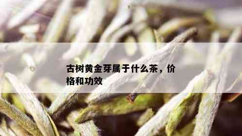 古树黄金芽属于什么茶，价格和功效