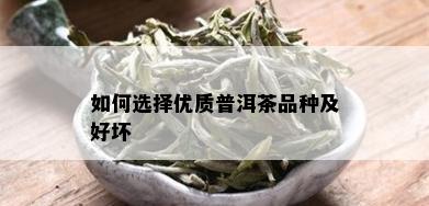 如何选择优质普洱茶品种及好坏